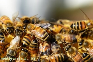 Резкое сокращение популяризации пчел