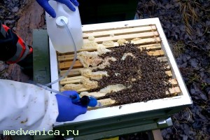 Обработка и лечение пчел весной